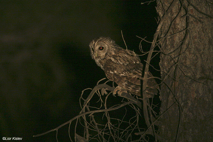  לילית מצויה   Tawny Owl Strix aluco                                  יער ביריה(צפת),יוני 2009.צלם:ליאור כסלו
